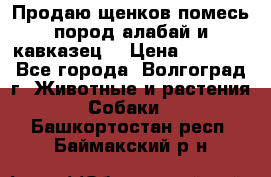 Продаю щенков помесь пород алабай и кавказец. › Цена ­ 1 500 - Все города, Волгоград г. Животные и растения » Собаки   . Башкортостан респ.,Баймакский р-н